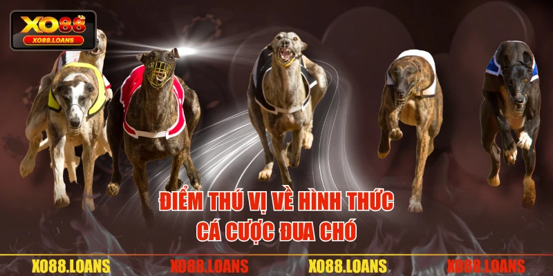 Điểm thú vị về hình thức cá cược đua chó